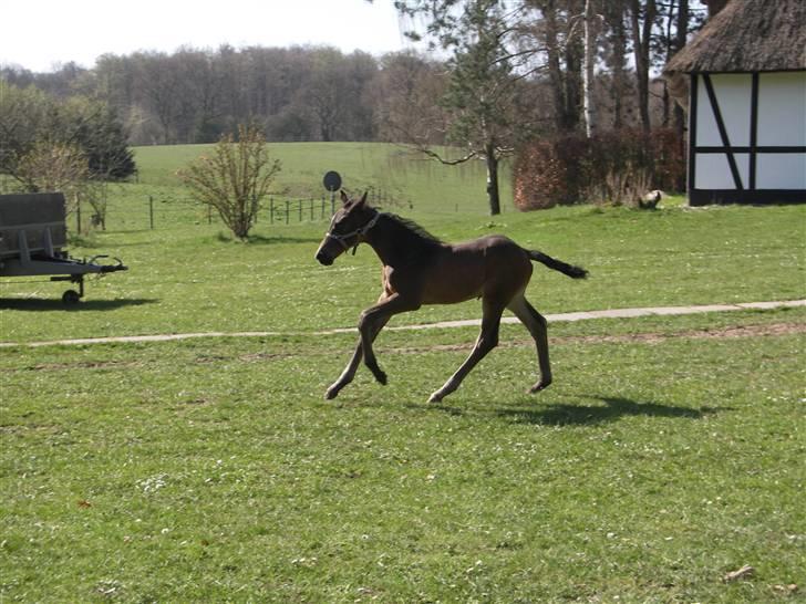 Dansk Varmblod Admirable cheval billede 10