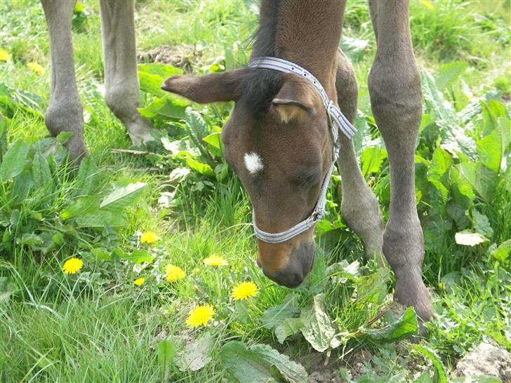 Dansk Varmblod Admirable cheval - Ligesom mor kan vi bedst lide mælkebøtteblomsterne... billede 12
