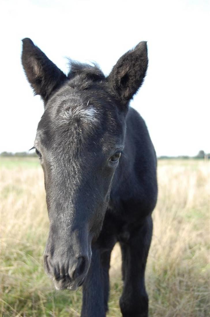 Islænder Hekla frà fjalli,Skaga... - her er så mit 3. føl Freyja billede 12