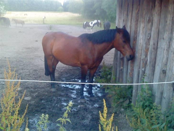 Anden særlig race Showtime PÅ PENSION. - ~Showtime på fold til rytterlejr ;D foto: miq ;D billede 4