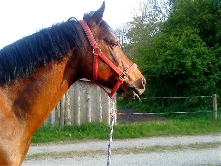 Anden særlig race Showtime PÅ PENSION. - ~efter undervisning ;D <3 foto: miq ;D billede 6