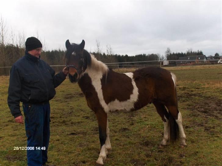 Pinto Hestefarmens Pollux solgt - min mand og polle et sjælden syn, da peter ikke er glad for heste billede 1