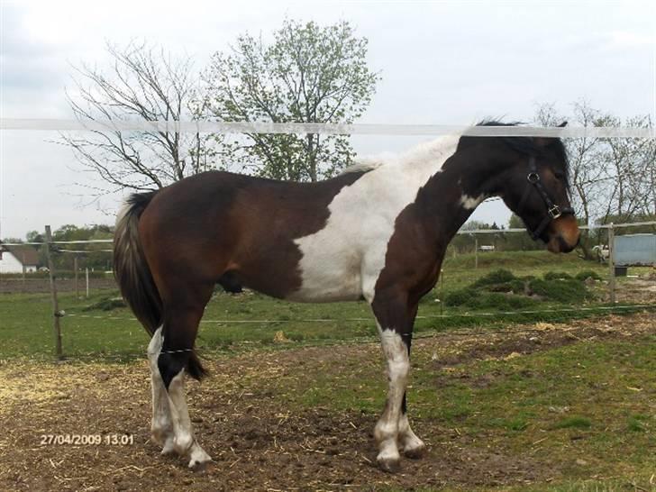 Pinto Hestefarmens Pollux solgt billede 2