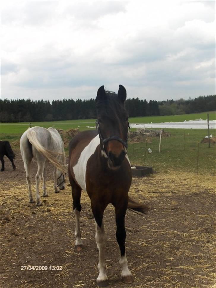 Pinto Hestefarmens Pollux solgt - sagde du mit navn billede 3