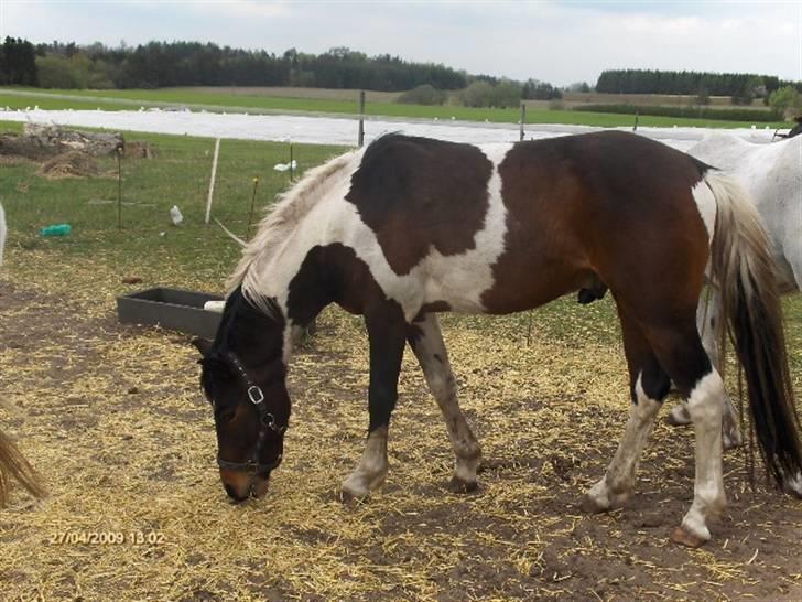 Pinto Hestefarmens Pollux solgt billede 4