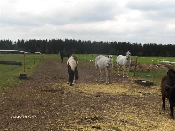 Pinto Hestefarmens Pollux solgt billede 5