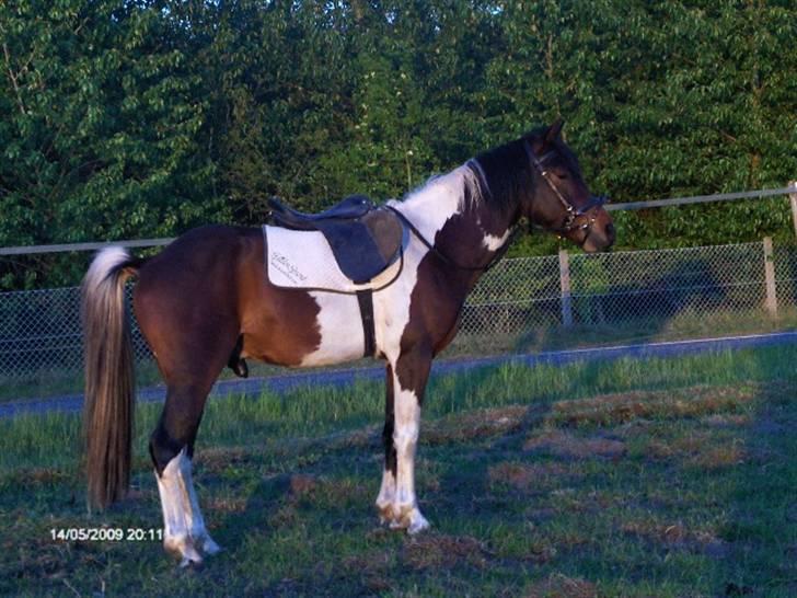 Pinto Hestefarmens Pollux solgt billede 6