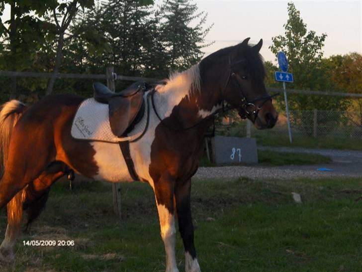 Pinto Hestefarmens Pollux solgt - Det kan godt ske jeg dygtig men jeg skal altså sådan tisse billede 7