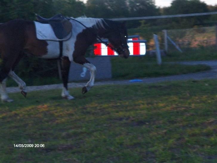 Pinto Hestefarmens Pollux solgt billede 8