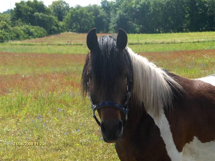 Pinto Hestefarmens Pollux solgt billede 9
