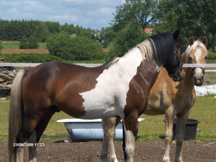 Pinto Hestefarmens Pollux solgt billede 10