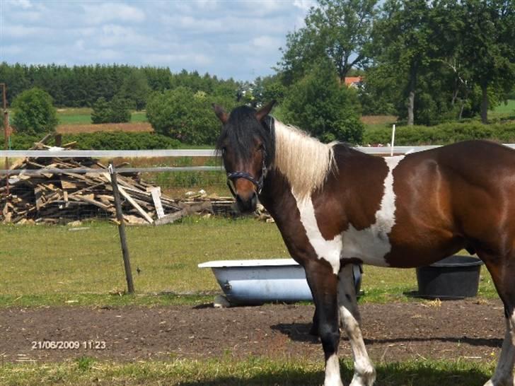 Pinto Hestefarmens Pollux solgt billede 11