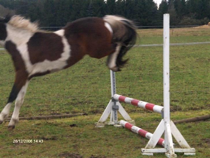 Pinto Hestefarmens Pollux solgt billede 12