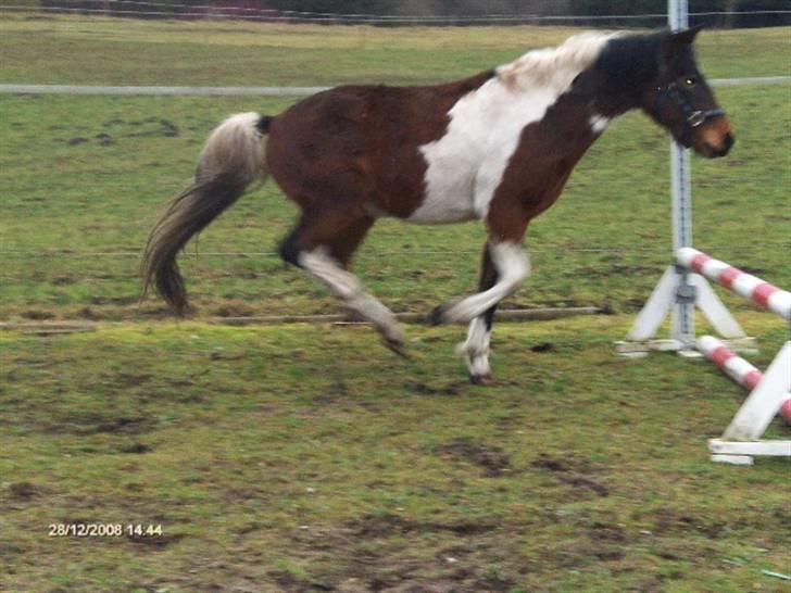Pinto Hestefarmens Pollux solgt billede 13