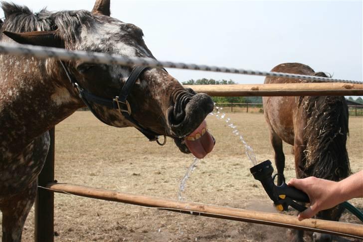 Knabstrupper Plette (solgt) billede 15