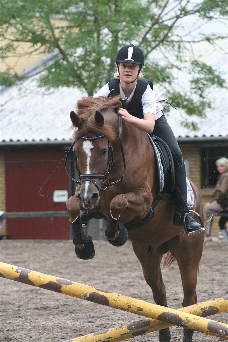 New Forest     Brentebjergs Zidane<3 billede 18