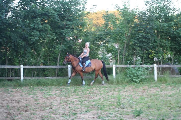 New Forest Delicious (solgt) billede 11