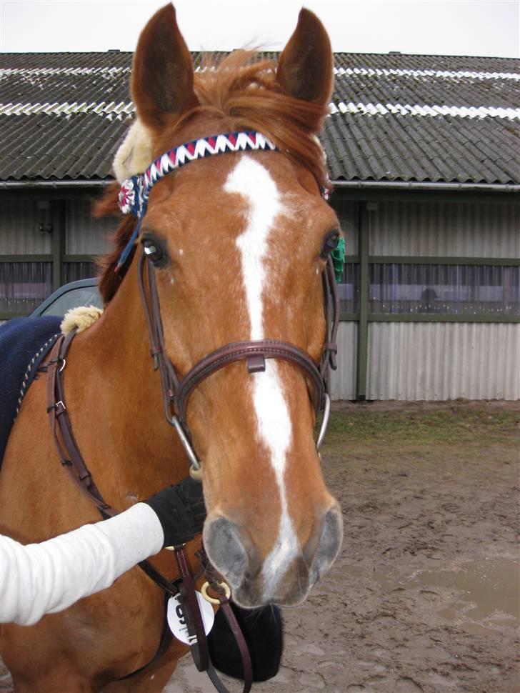 Hollandsk Sportspony Harpo Van De Haverkamp billede 14