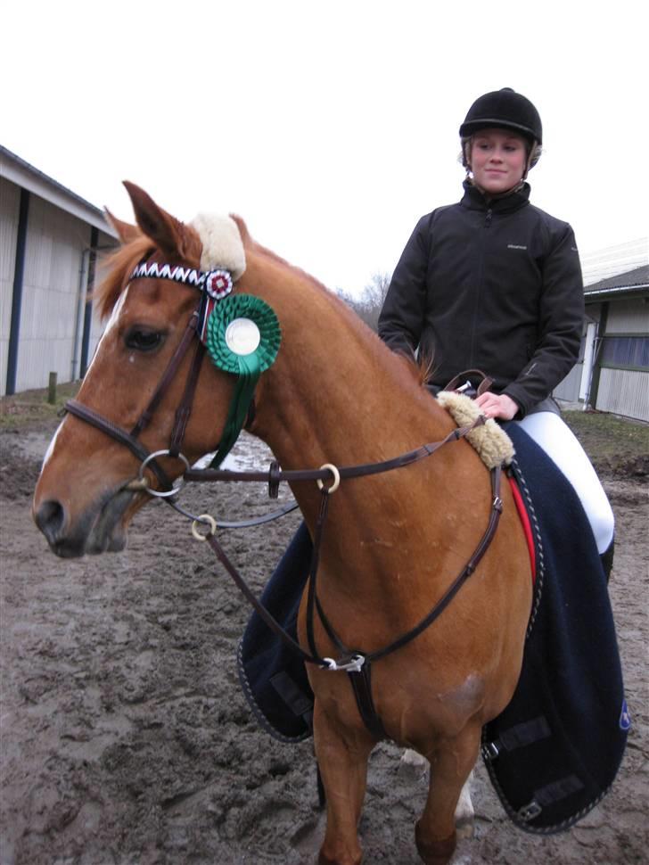 Hollandsk Sportspony Harpo Van De Haverkamp billede 15