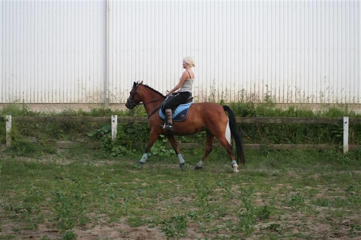 New Forest Delicious (solgt) billede 12