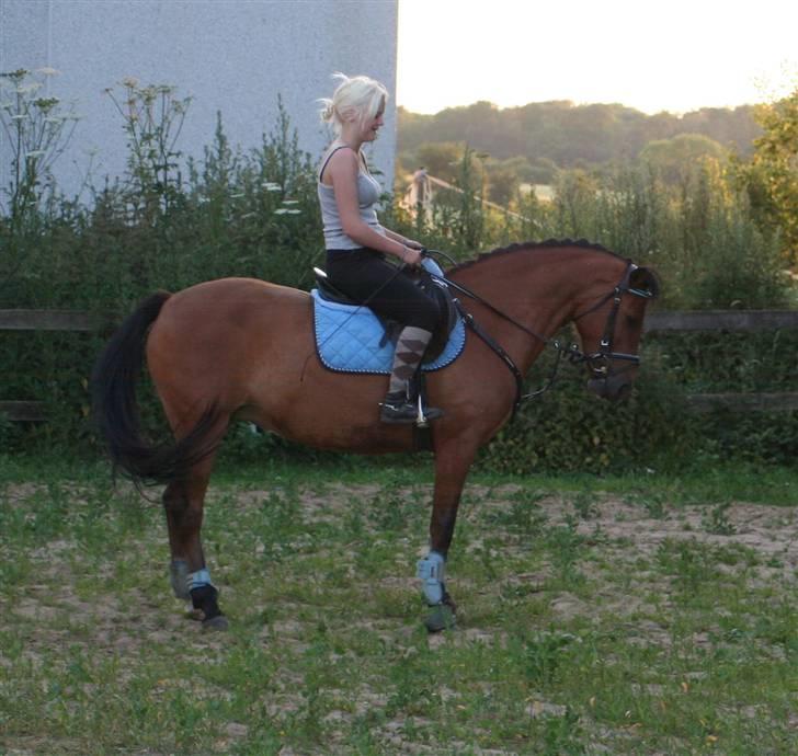 New Forest Delicious (solgt) billede 14