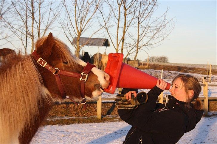 Islænder Depla fra Veksøhøj - Du er bare dejlig :D! billede 4