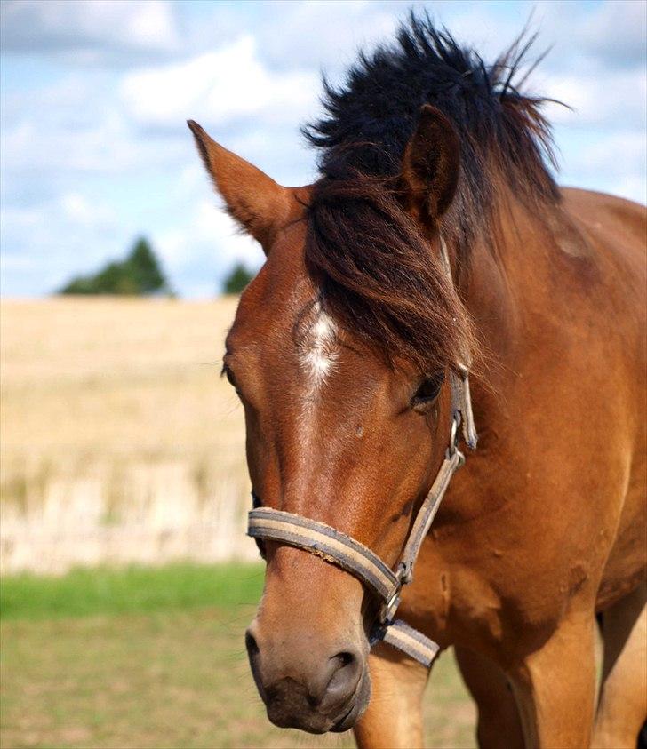 Anden særlig race Skovbys Chester Brown - Dejlige pony - sommer.. billede 11