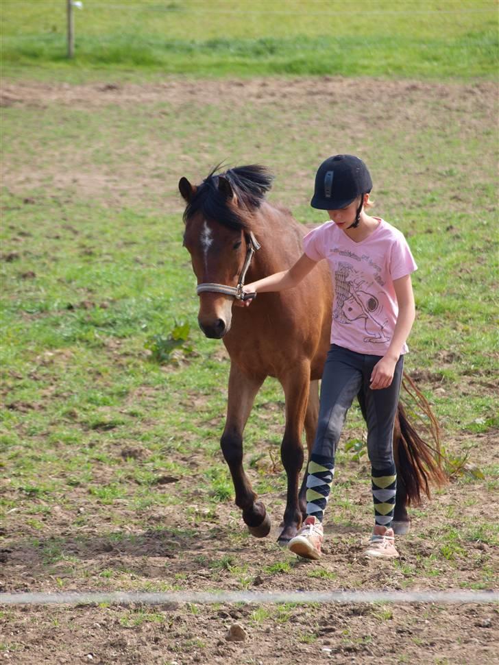 Anden særlig race Skovbys Chester Brown - Jeg trækker Chester ind fra fold - 3 år. billede 12