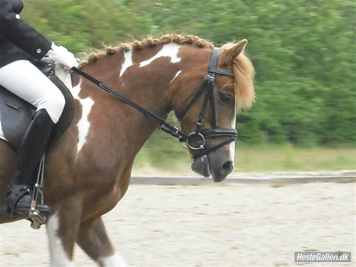 Anden særlig race Pegasus billede 9
