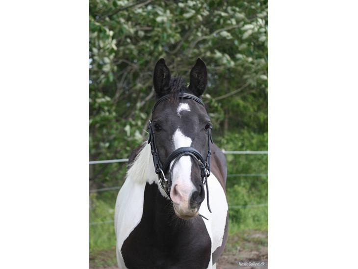 {{currentPhoto.altText}} billede {{currentPhoto.number}}