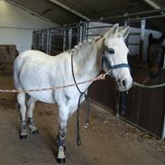 Anden særlig race Ullive. *Solgt*