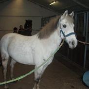 Anden særlig race Ullive. *Solgt*