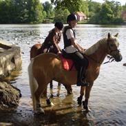 Palomino Søgårds Speedy - solgt