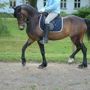 Welsh Pony af Cob-type (sec C) Bryngaer Emma Jane*Solgt*