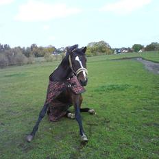 Dansk Varmblod Raket R.I.P hvil i fred..