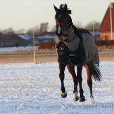 Dansk Varmblod Boulou