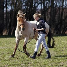 Anden særlig race Odin 