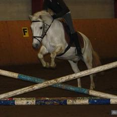 Anden særlig race DBR's Bamse