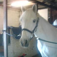 Anden særlig race DBR's Bamse