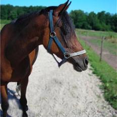 Anden særlig race Wi Linnea