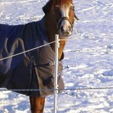 New Forest Taliena's Thamara *SOLGT*