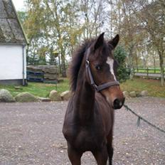 Dansk Varmblod Birkedals Electra
