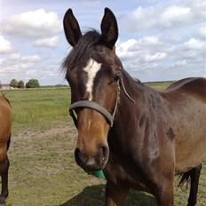 Dansk Varmblod Birkedals Electra
