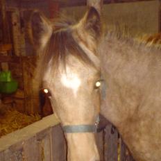 Anden særlig race Lilo *Solgt*