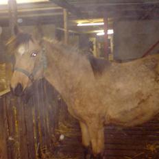 Anden særlig race Lilo *Solgt*