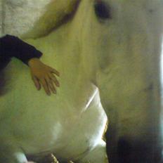 Anden særlig race DBR's Bamse