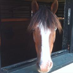 DSP simba<3 (bassemand)