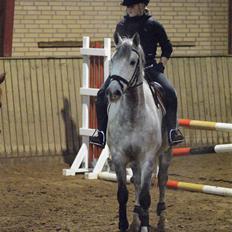 Anden særlig race Sandro.<3