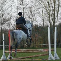 Anden særlig race Sandro.<3