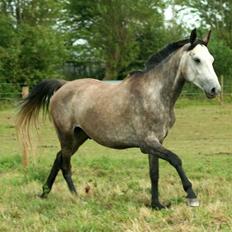 Hollandsk Sportspony Silver king 